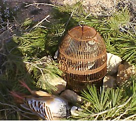 Perdiz azulona de la sierra de los filabres